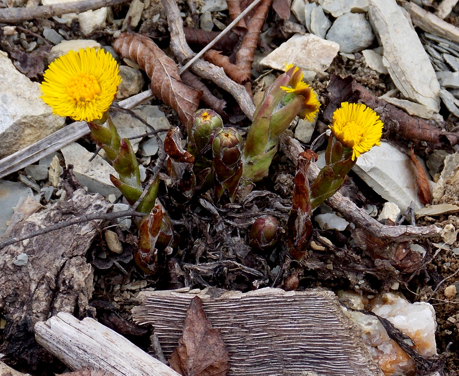 Изображение особи Tussilago farfara.