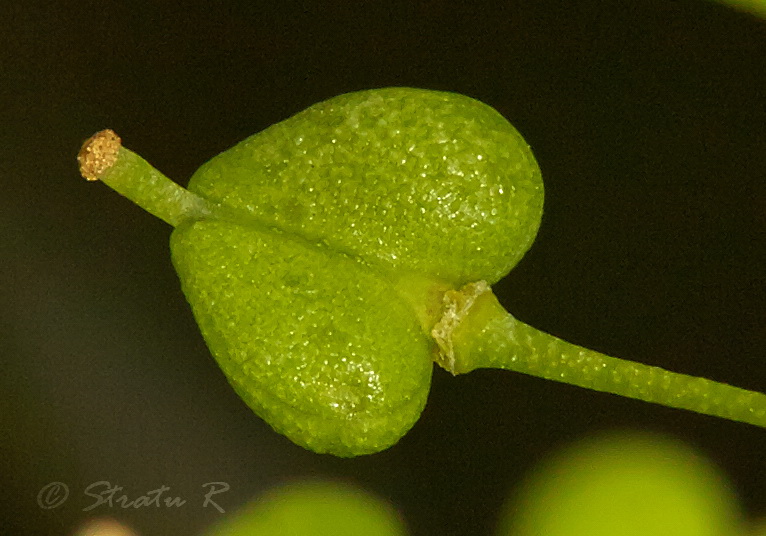 Image of Cardaria draba specimen.