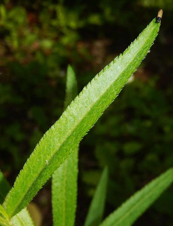 Image of Achillea biserrata specimen.