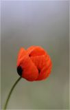 Papaver stevenianum