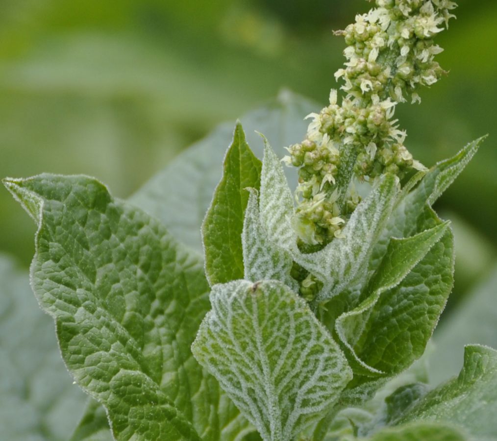 Image of Blitum bonus-henricus specimen.