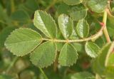 genus Rosa. Лист. Украина, Запорожская обл., Розовский р-н, буферная зона заповедника Каменные могилы, степь. 08.06.2016.