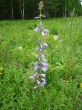 Campanula bononiensis. Верхушка цветущего растения. Средний Урал, Свердловская обл., долина р. Пышма, окр. г. Сухой Лог, лесная просека. 18.07.2013.