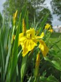 Iris pseudacorus