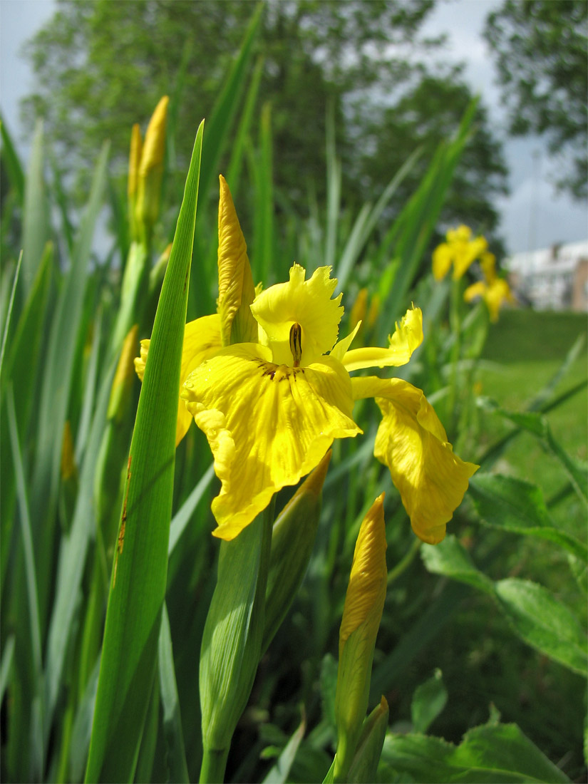 Изображение особи Iris pseudacorus.