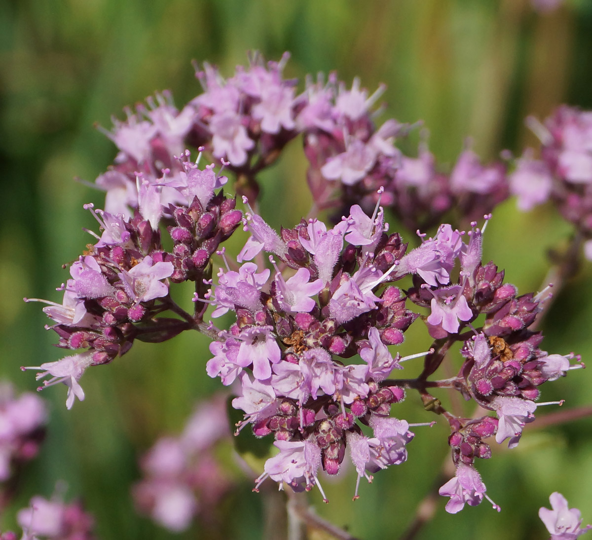 Изображение особи Origanum vulgare.