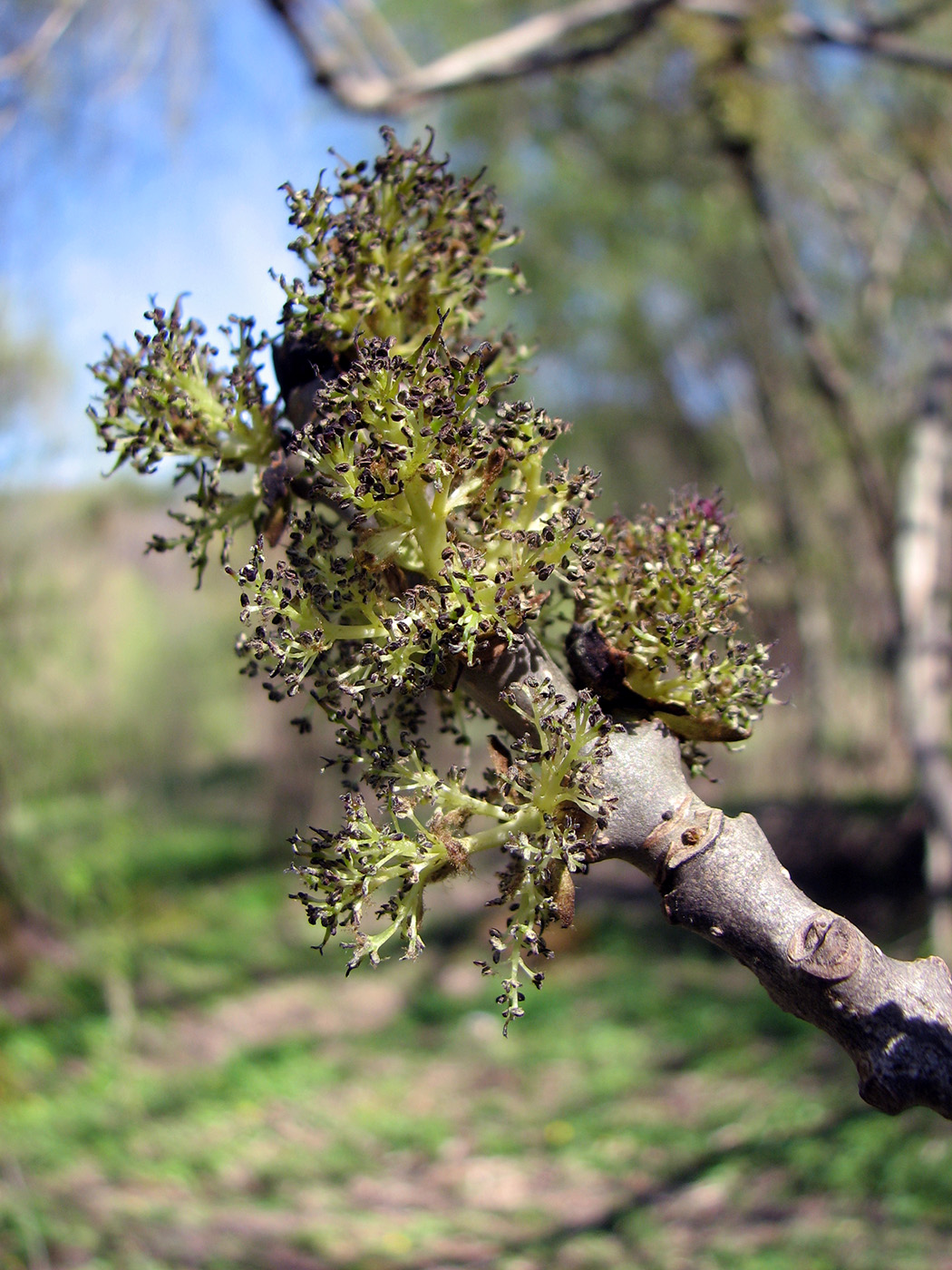 Изображение особи род Fraxinus.