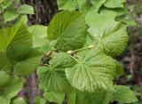 Tilia begoniifolia