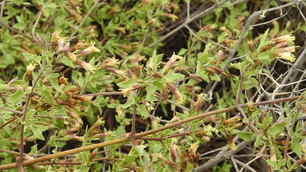 Изображение особи Austrobrickellia patens.