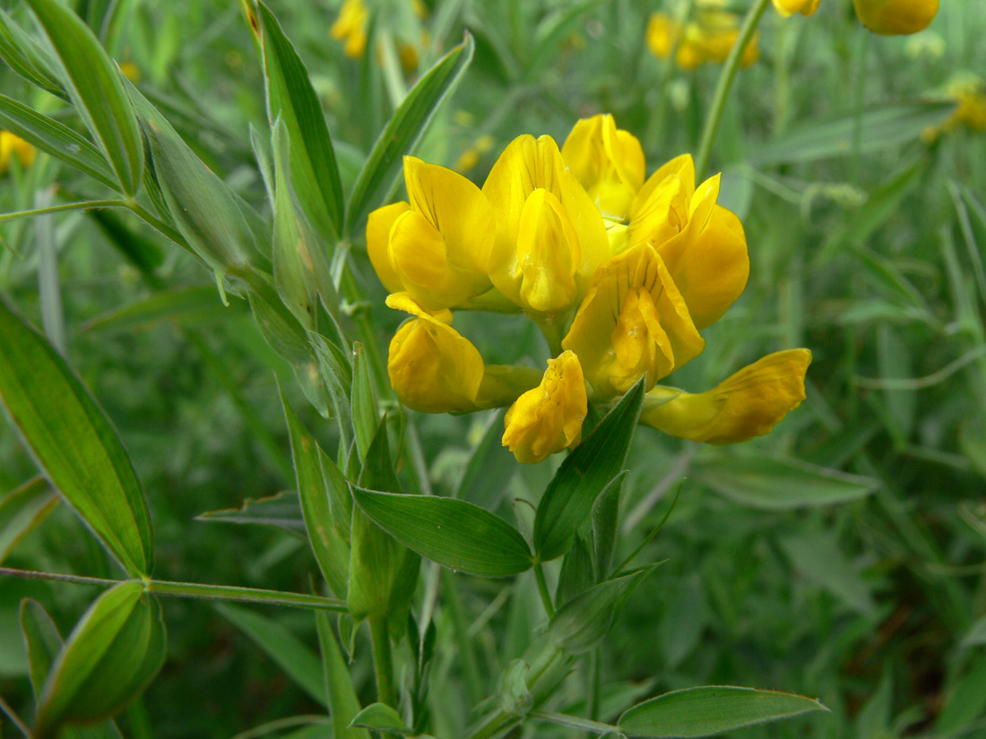 Изображение особи Lathyrus pratensis.