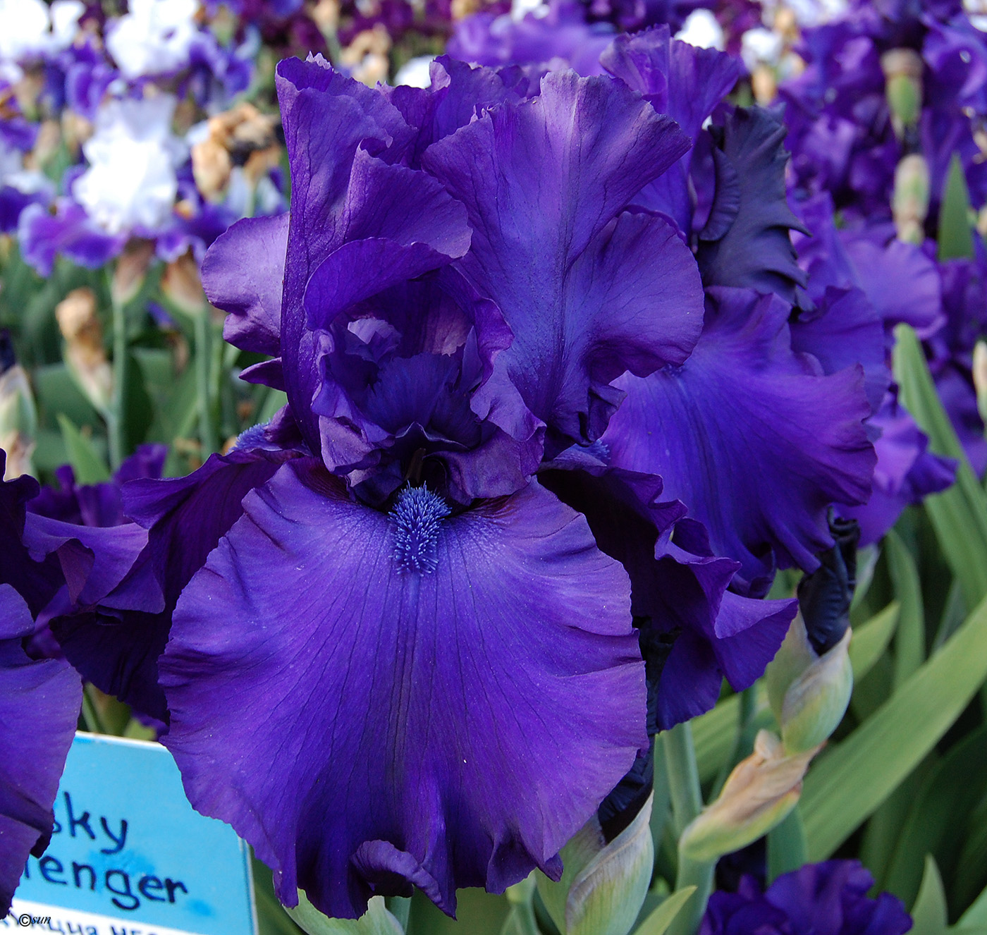 Image of Iris × hybrida specimen.
