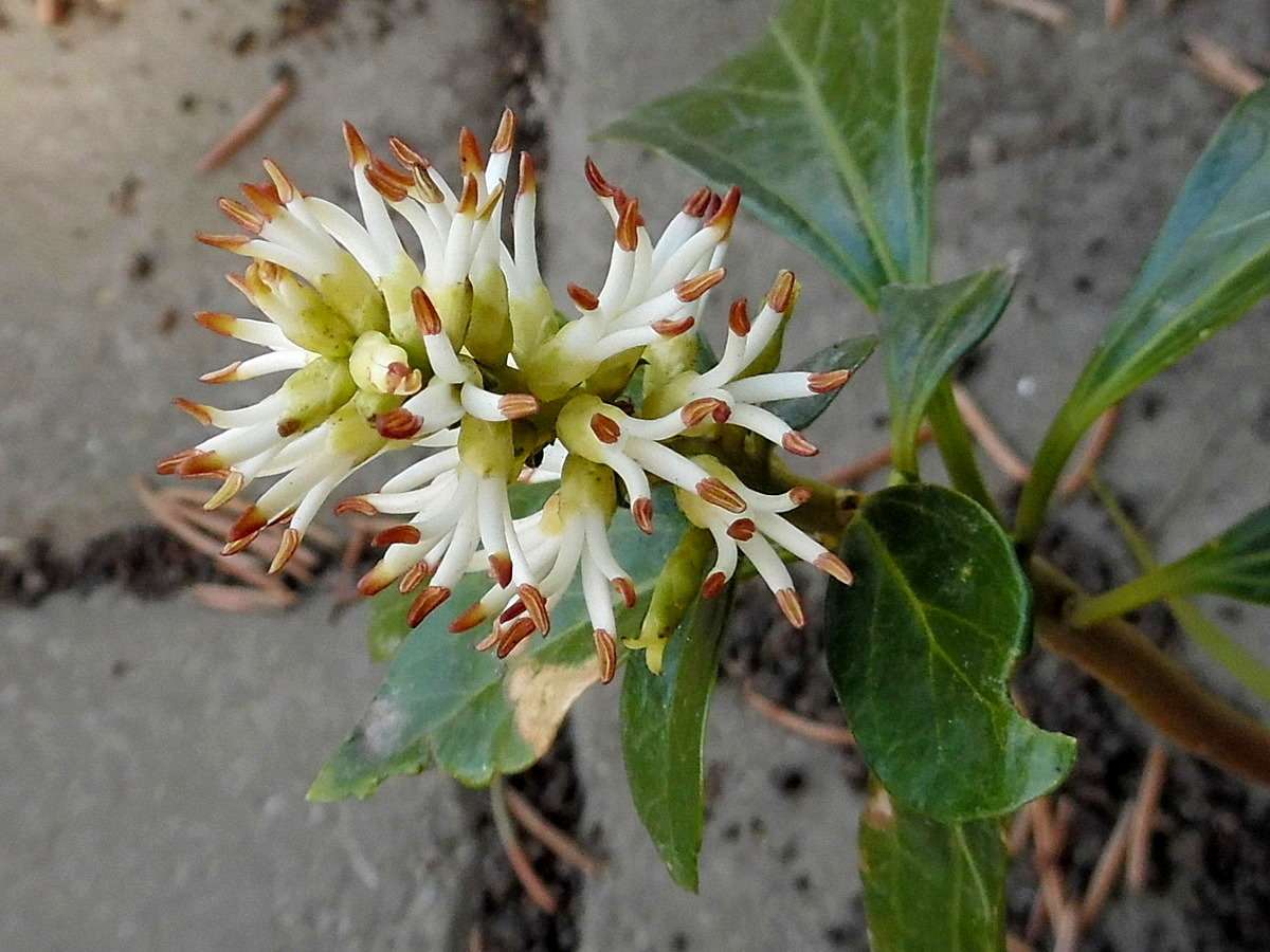 Изображение особи Pachysandra terminalis.