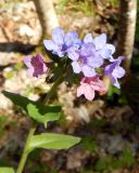 Pulmonaria obscura. Верхушка цветущего растения. Ленинградская обл., Кингисеппский р-н, в 5,5 км севернее дер. Куровицы, долина р. Луга, смешанный лес. 22.05.2017.