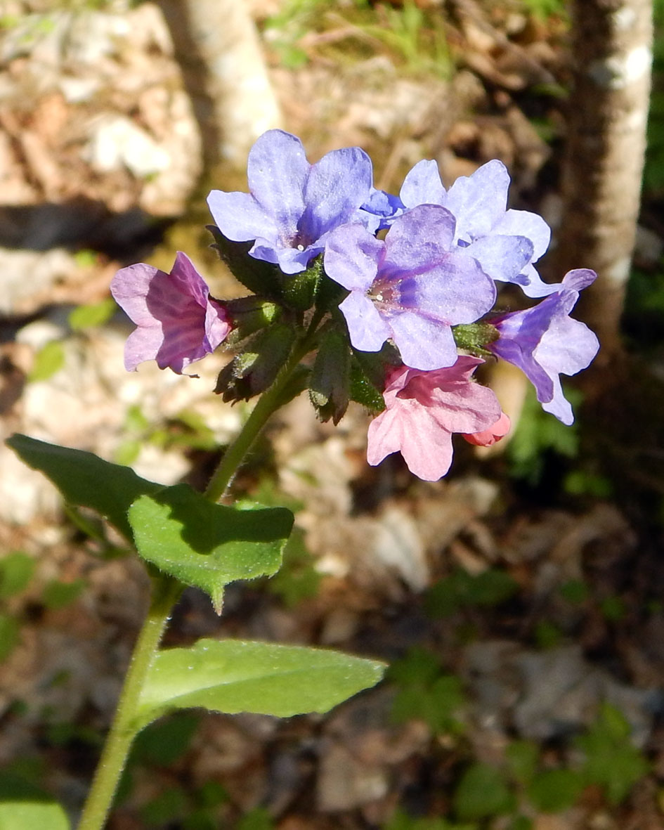 Изображение особи Pulmonaria obscura.