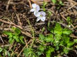 Veronica peduncularis