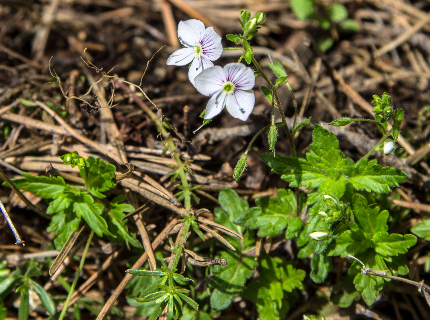 Изображение особи Veronica peduncularis.