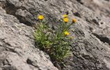 Inula ensifolia