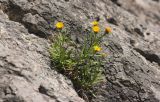 Inula ensifolia. Цветущее растение. Южный берег Крыма, заказник Новый Свет, каменистый склон. 24 июня 2016 г.