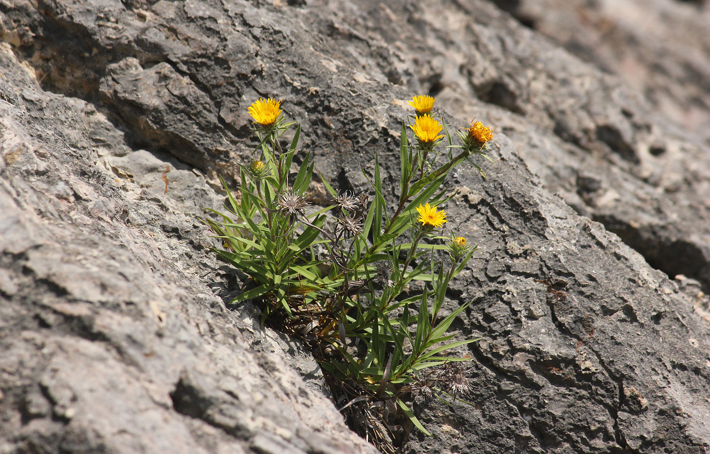 Image of Inula ensifolia specimen.