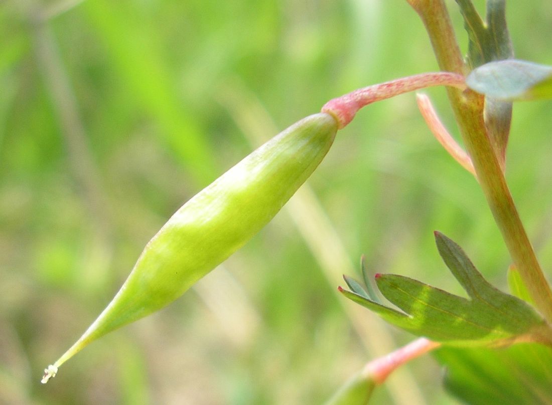 Image of Corydalis solida specimen.