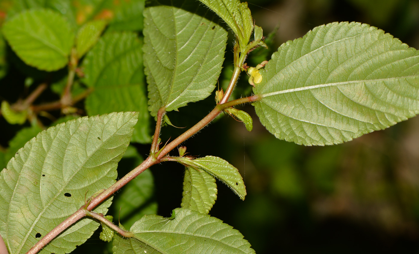 Image of genus Corchorus specimen.