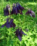Aquilegia vulgaris