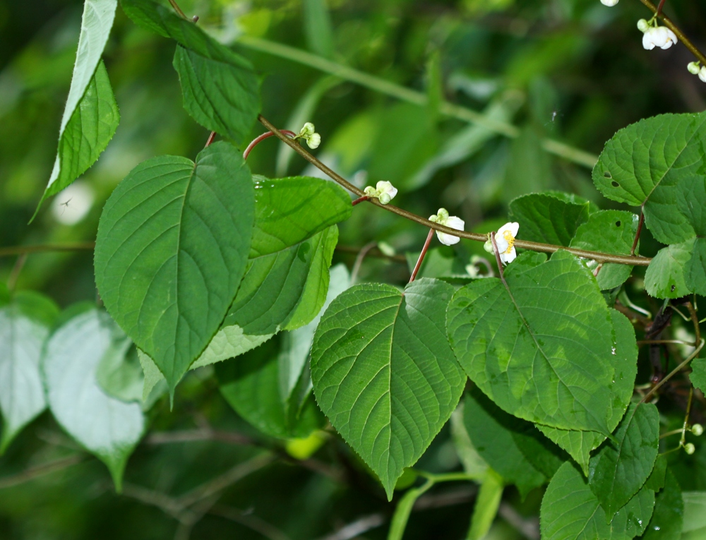 Image of Actinidia polygama specimen.