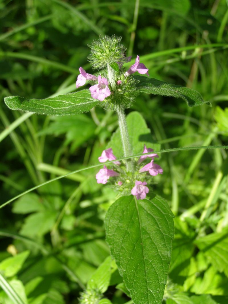 Image of Clinopodium vulgare specimen.