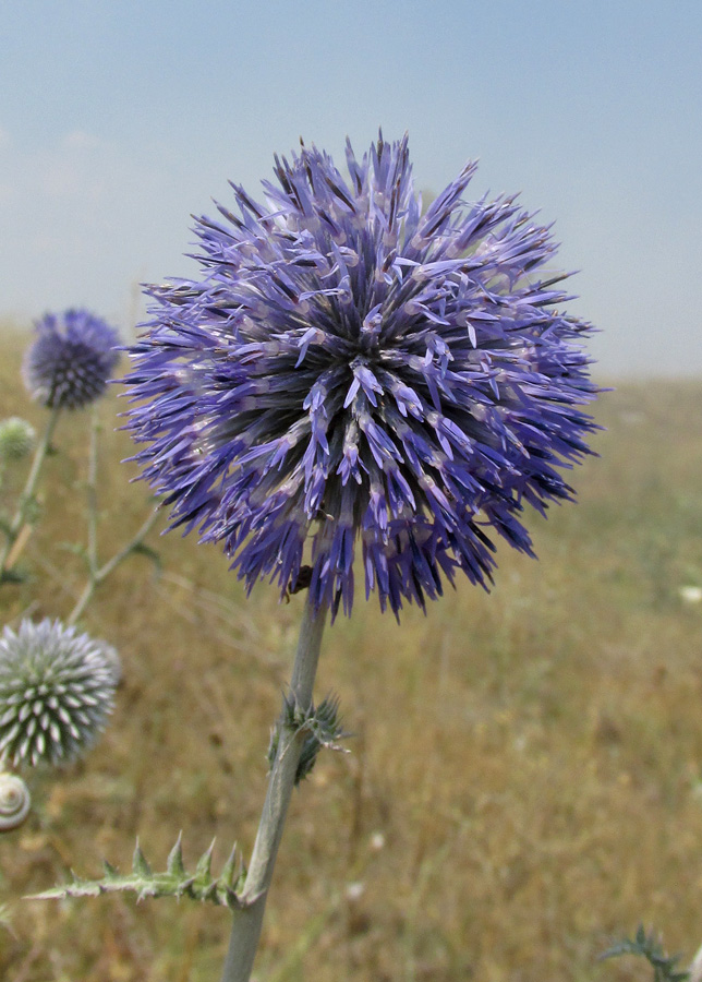 Изображение особи Echinops ruthenicus.