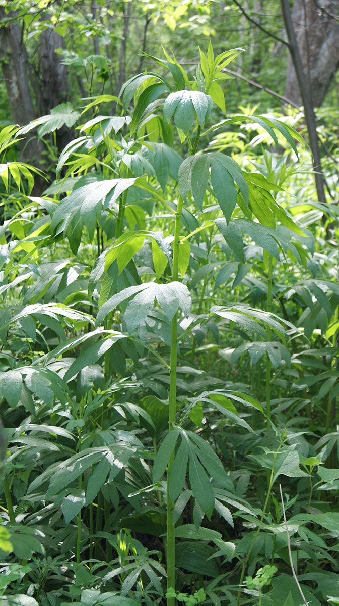 Image of Senecio cannabifolius specimen.