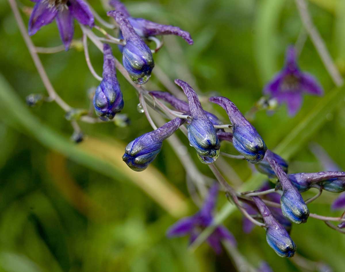 Изображение особи Delphinium elatum.