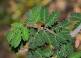 Calliandra californica