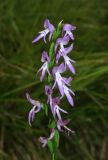 Neottianthe cucullata