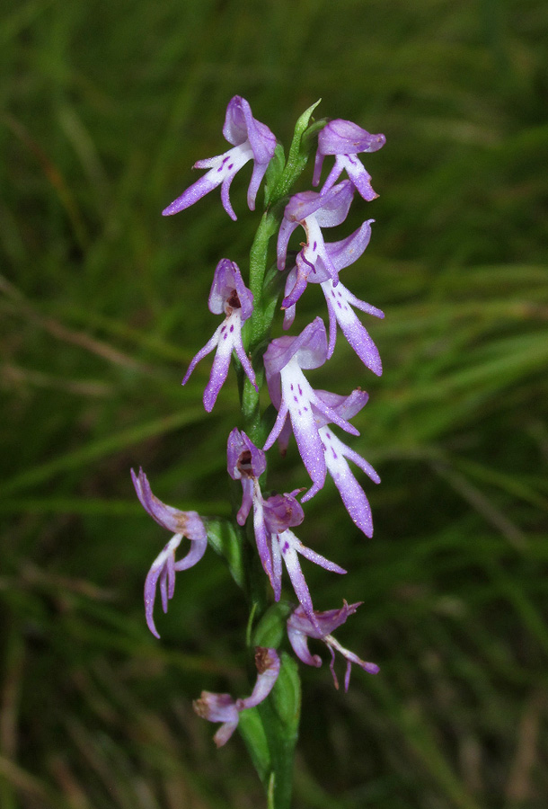 Image of Neottianthe cucullata specimen.