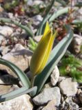 Tulipa sylvestris