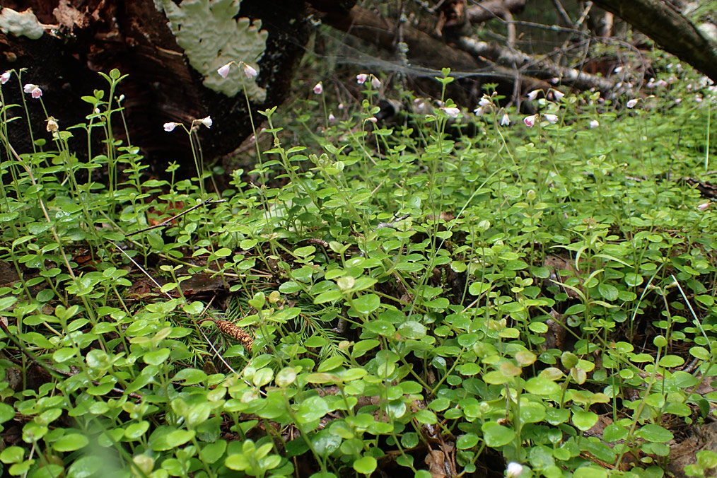 Image of Linnaea borealis specimen.