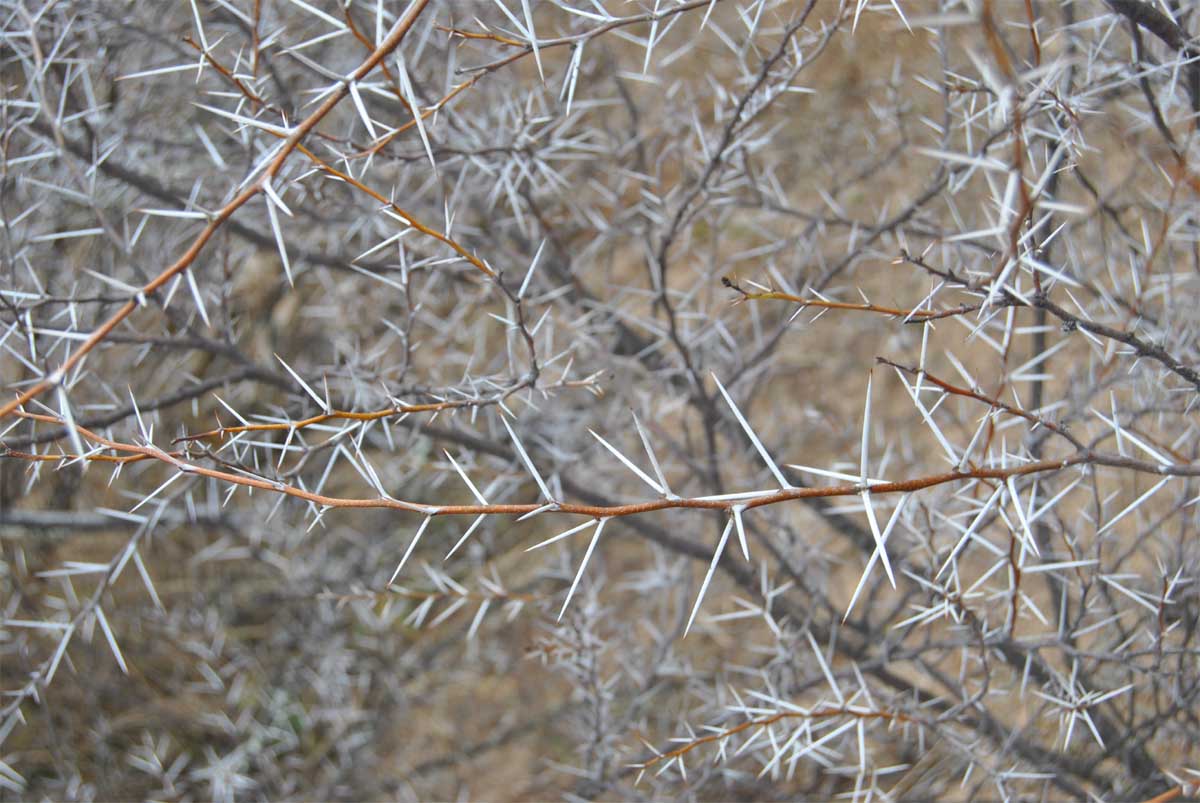 Изображение особи Vachellia erioloba.