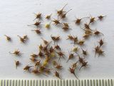 Rumex maritimus