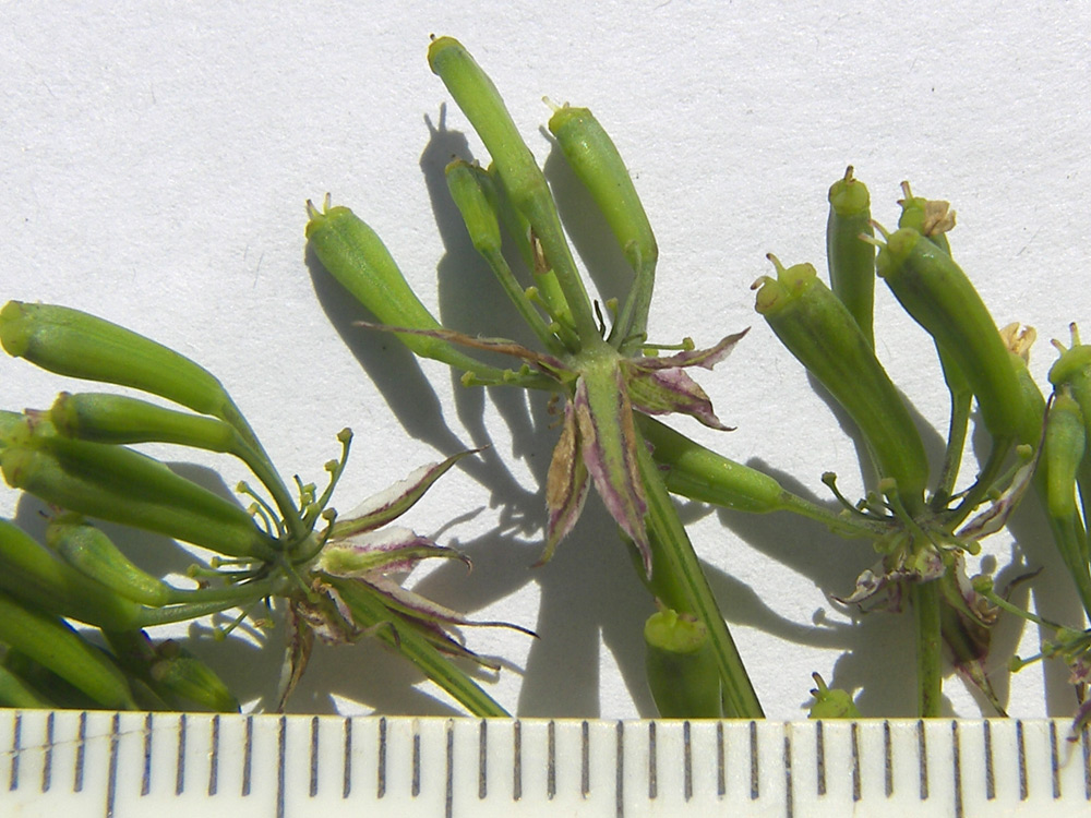 Image of Chaerophyllum aureum specimen.