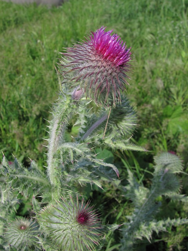 Image of Carduus uncinatus ssp. davisii specimen.