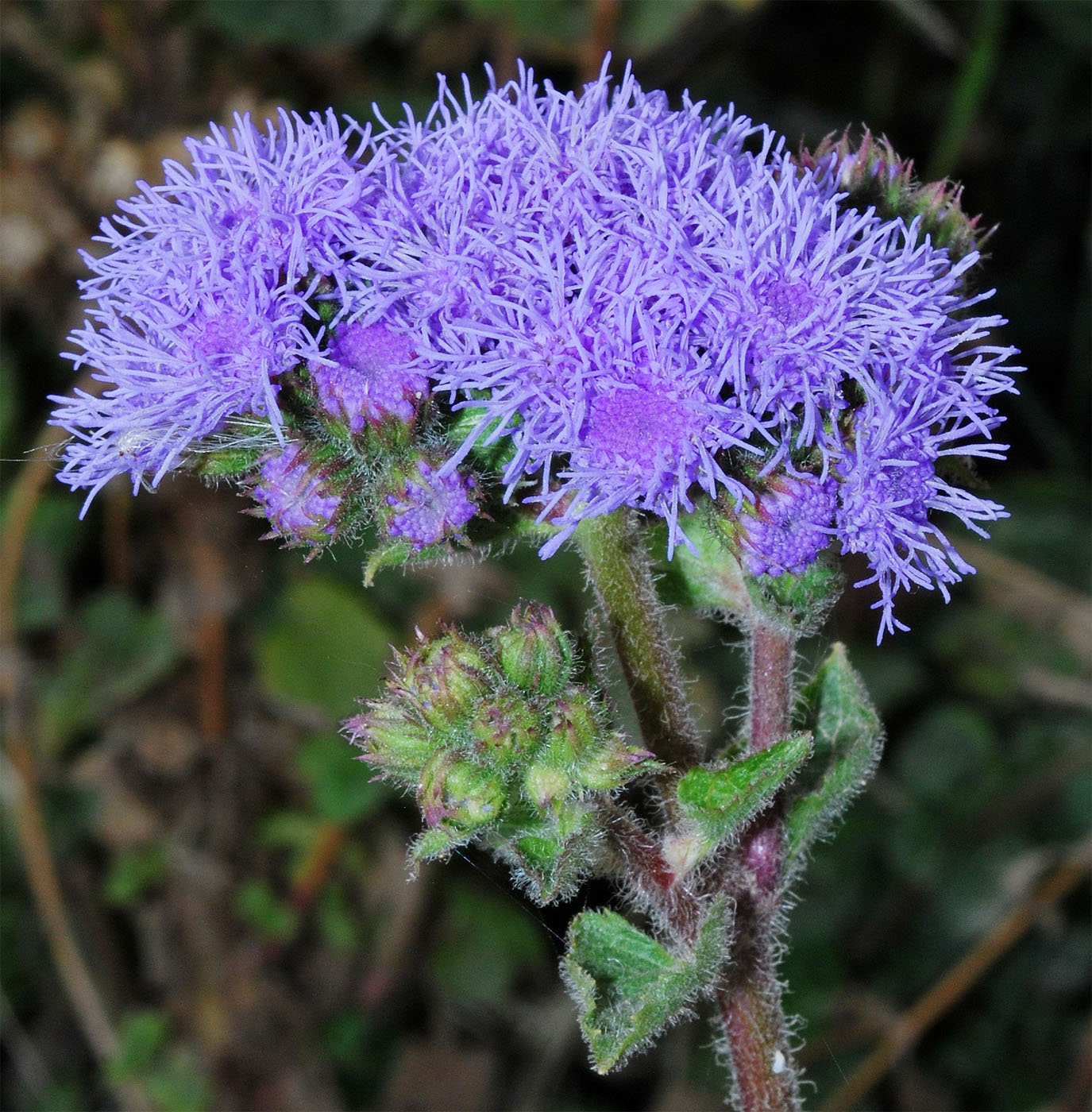 Image of Ageratum houstonianum specimen.