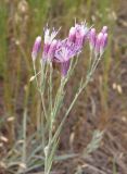 Jurinea multiflora