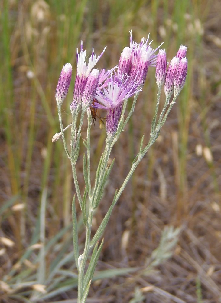 Image of Jurinea multiflora specimen.