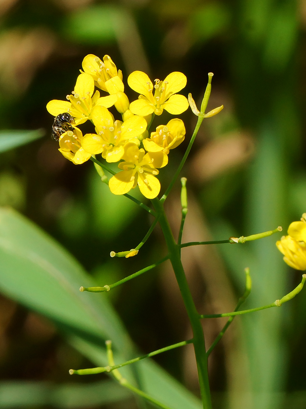 Изображение особи Rorippa sylvestris.