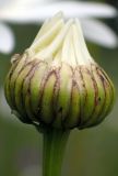 Leucanthemum vulgare. Расцветающее соцветие. Тверская обл., Кимрский р-н, залежь посреди смешанного леса. 07.07.2017.