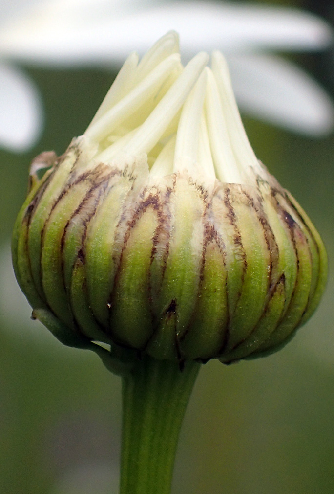 Изображение особи Leucanthemum vulgare.