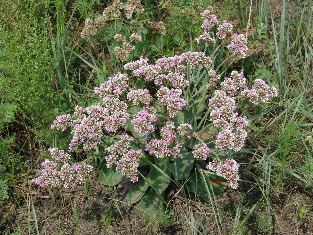 Image of Goniolimon speciosum specimen.