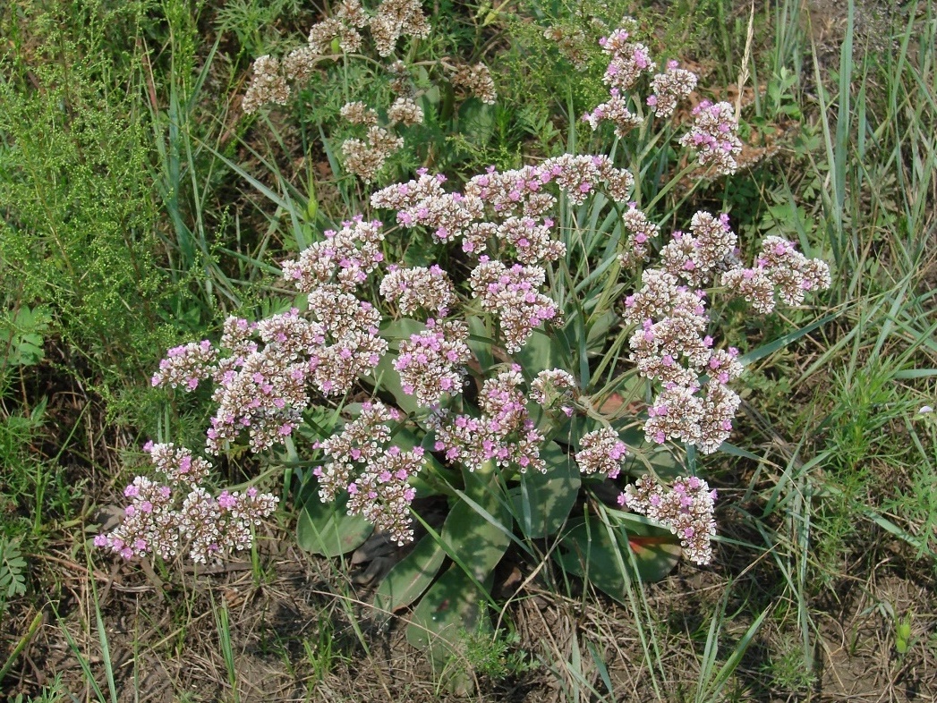 Изображение особи Goniolimon speciosum.