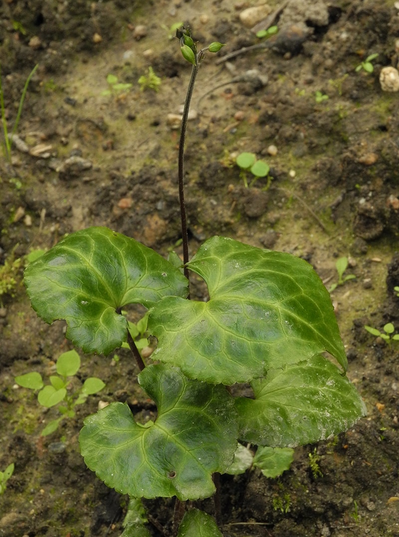 Изображение особи Beesia calthifolia.