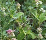 Valerianella turgida